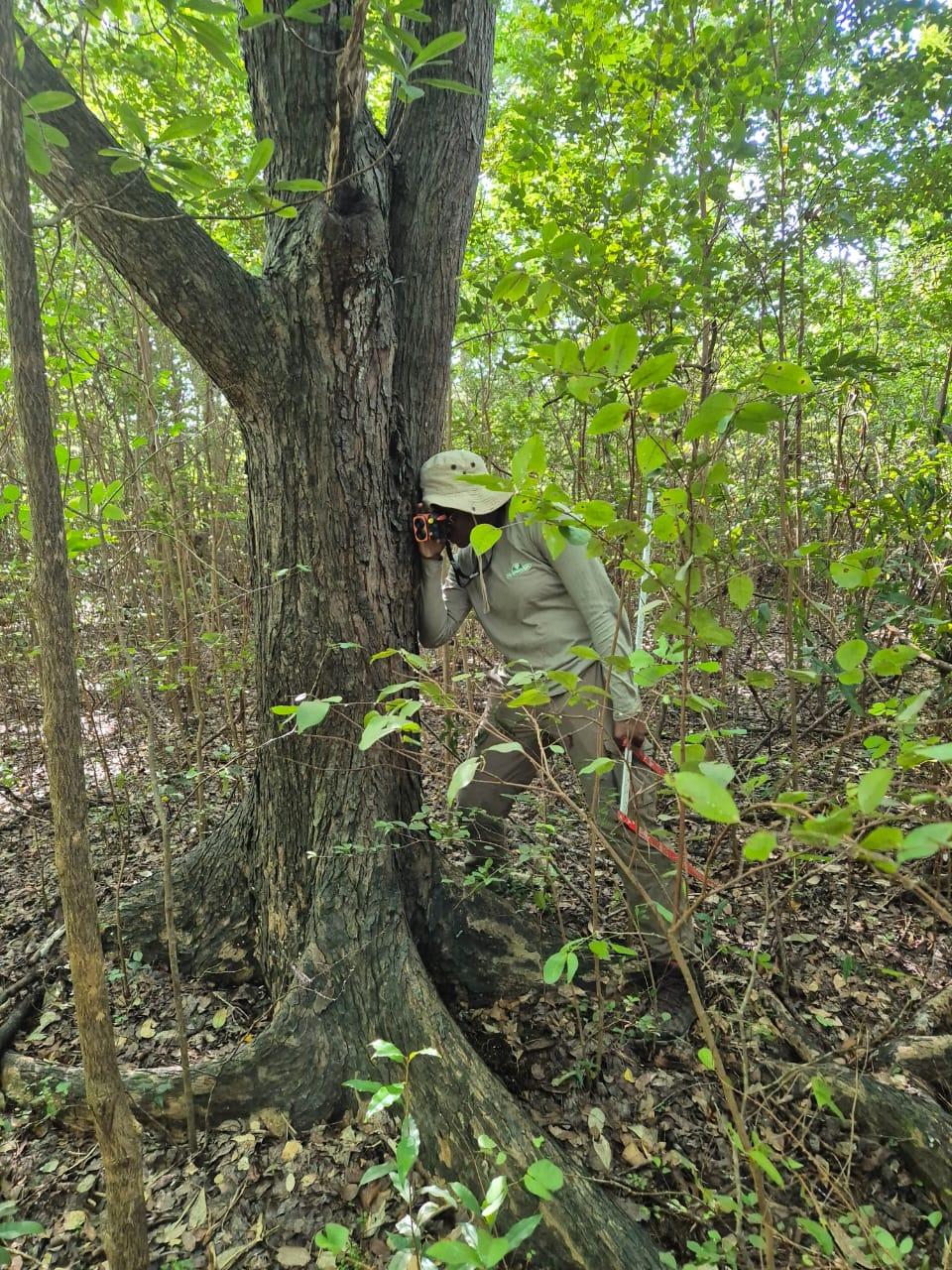 Mesures pour placettes de calibration LiDAR